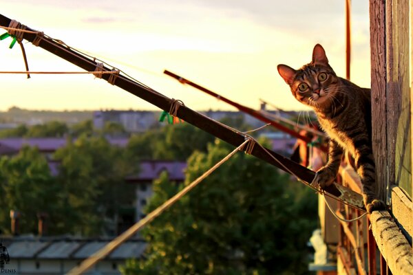 The cat looks out of the window in surprise