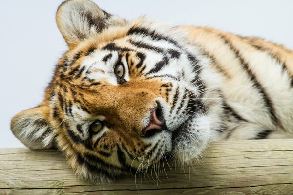 Primer plano del tigre de Amur