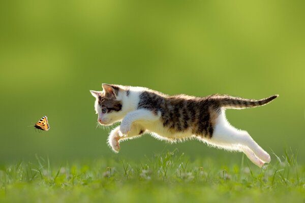 Dreifarbige Katze jagt einen Schmetterling