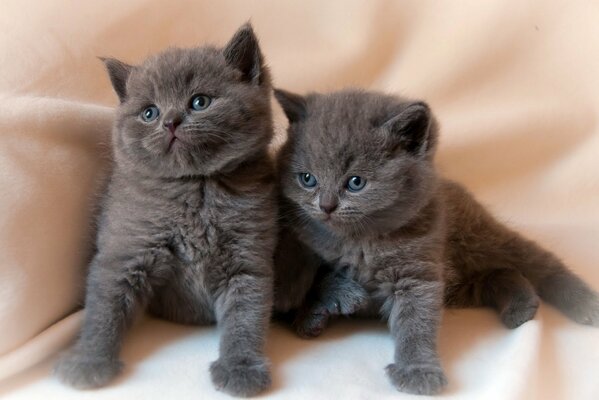 Chatons Jumeaux bébés sur plaid