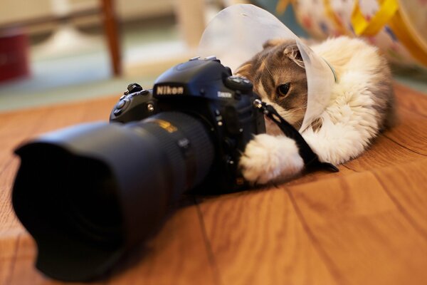 Katze fotografiert vor einer Nikon-Kamera