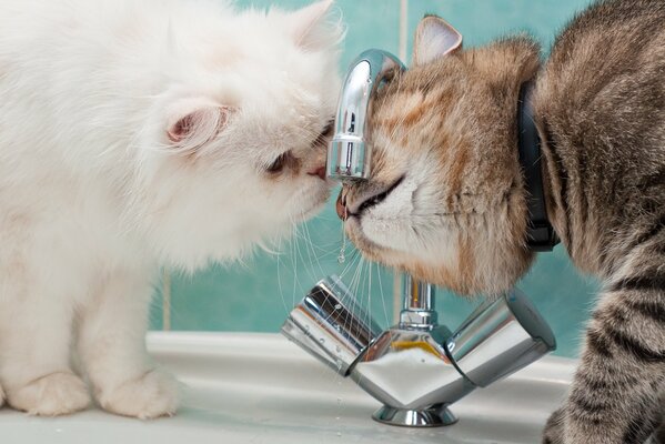 Zwei Katzen warten auf Wasser aus dem Wasserhahn