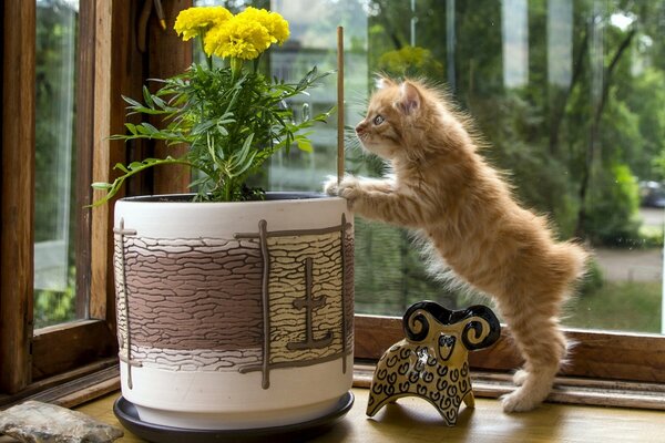 A red-haired cat curiously examines a flower