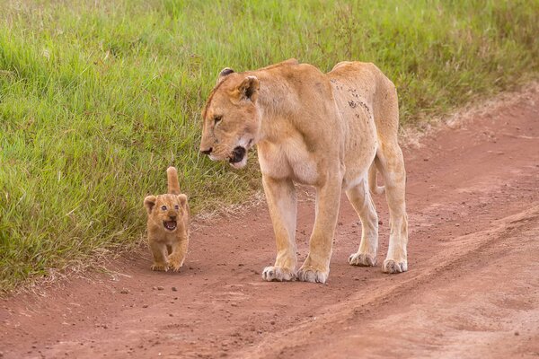 La leonessa e il suo cucciolo di leone camminano lungo la strada