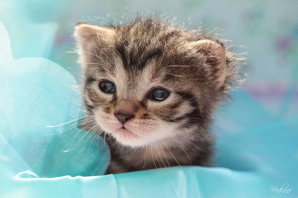 Dalle delicate lenzuola sembrava la testa di un gattino