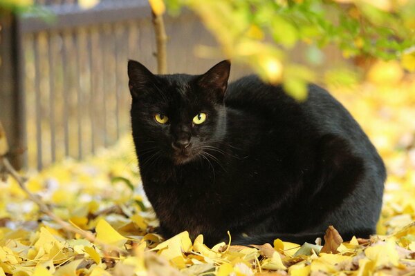 Gato negro sentado en hojas amarillas