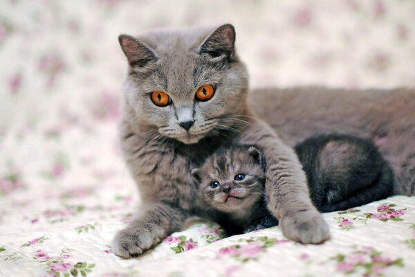 On the bed lay a kitten and a cat with a caring look