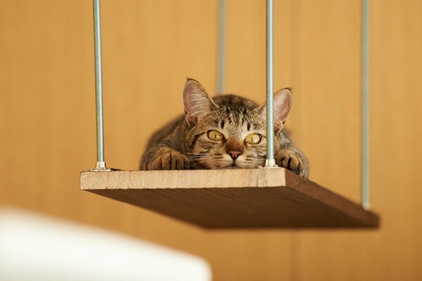 Gatto soriano che riposa su uno scaffale