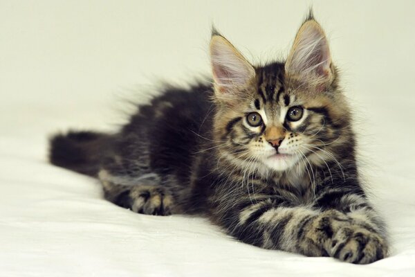 Il gattino Maine Coon a strisce grigie giace su un lenzuolo bianco