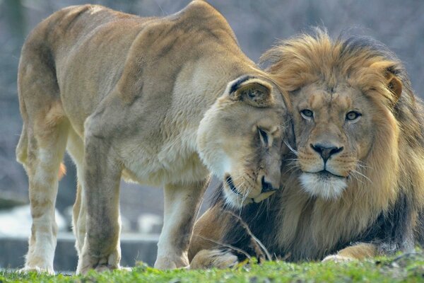 L amour des prédateurs Lion avec une lionne