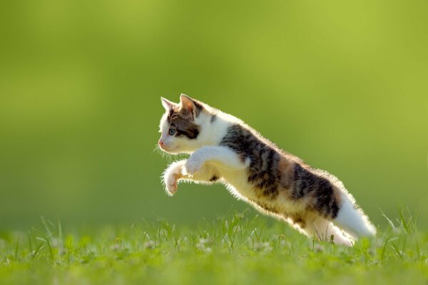 Cat s Leap in the grass