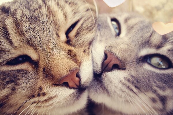 Dos caras de gato frotándose