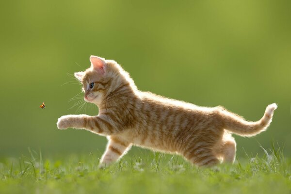 Eine Leinenkatze spielt mit einem Marienkäfer im Gras