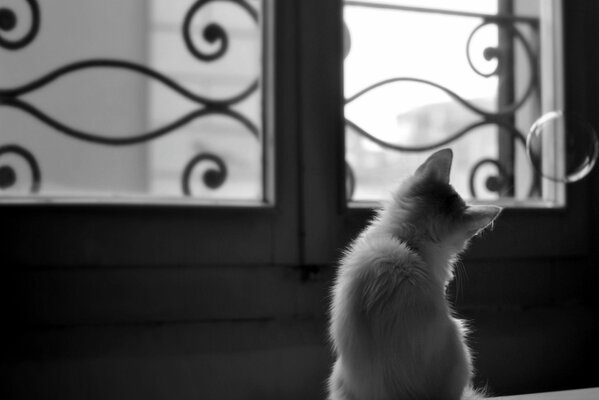 A curious kitten looks out the window