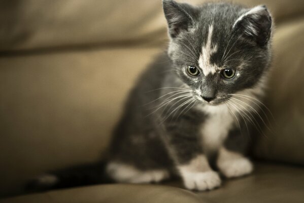 A gray-white little kitten looks into the corner