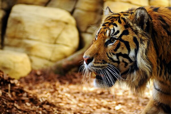 Le tigre dans le profil est immédiatement visible le regard d un prédateur