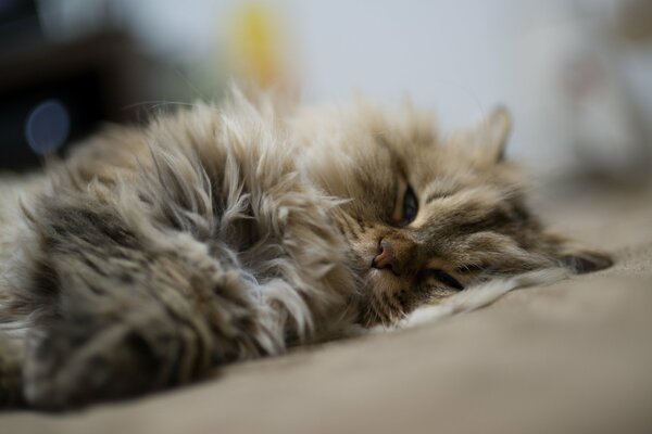 Gato peludo durmiendo de lado