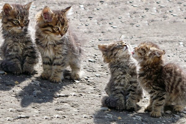 Stray kittens play in the sun