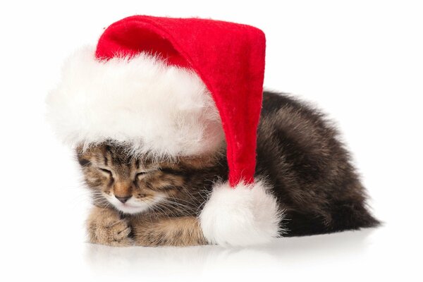 A kitten in a Christmas hat