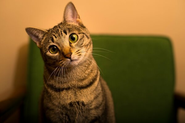 Gatto grigio con uno sguardo sorpreso