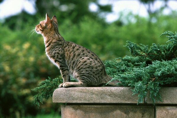 A spotted cat sits on a stone parapet