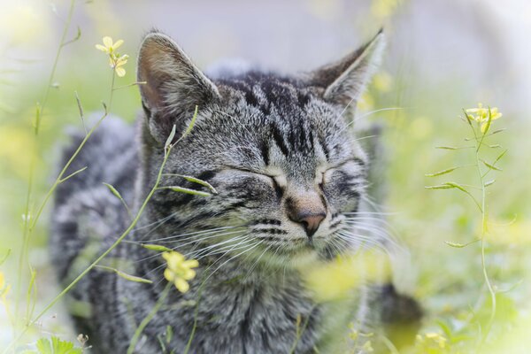 Chat rayé gris dans l herbe verte