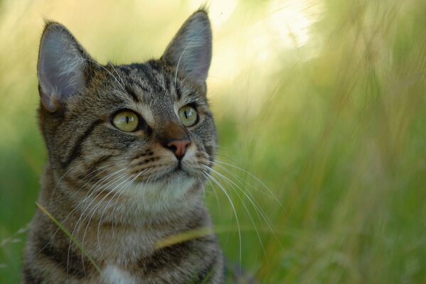 Gato gris en el fondo de la hierba