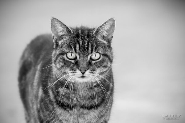 Foto en blanco y negro de un gato con bigote