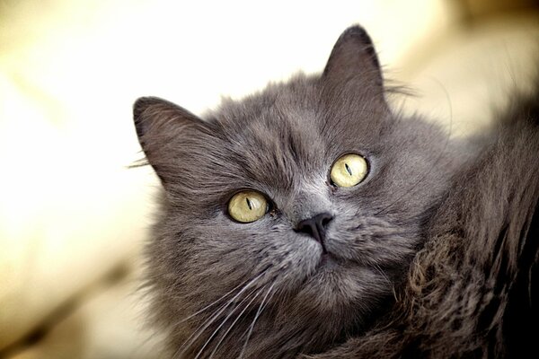 El aspecto de un gato gris peludo