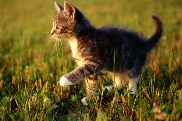 Notenok walking on the autumn grass