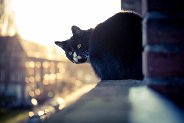 Gato negro en el alféizar de la ventana de la casa