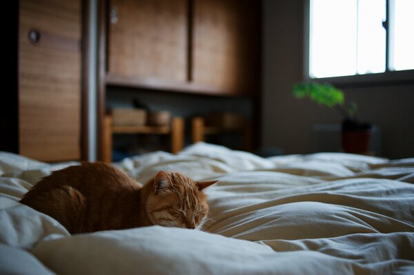 Redhead gatto crogiolarsi nel letto