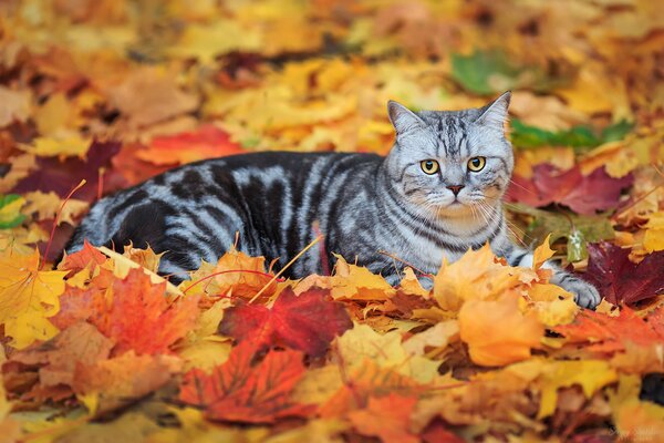 Gatto grigio in foglie autunnali