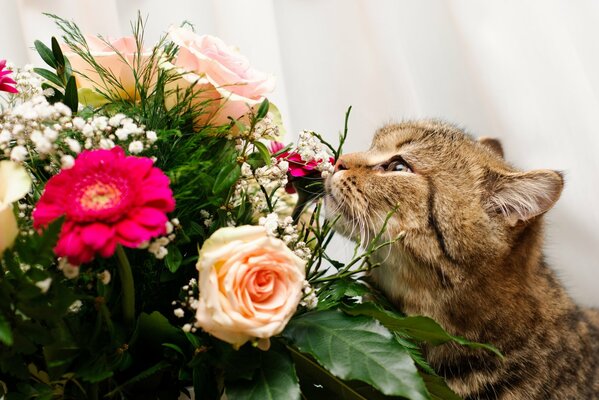 Chat reniflant bouquet de fleurs