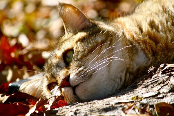 Nahaufnahme einer roten Katze in Herbstlaub