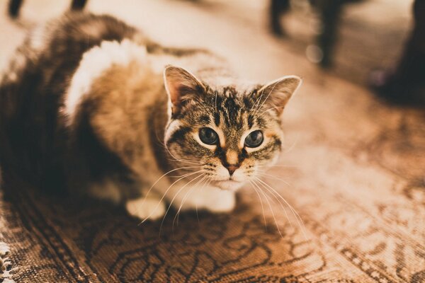 A cat with a cute look is lying on the carpet