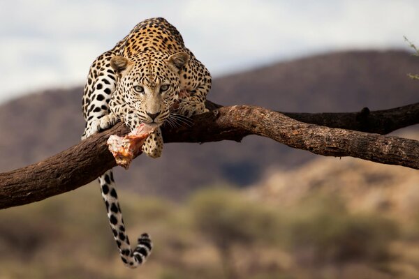 Leopard auf einem Ast in freier Wildbahn