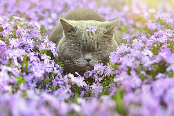 Blissful dream of a cat in a field of flowers