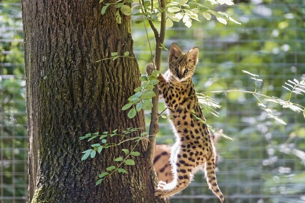 Der Serval hat sich an einem Ast festgehakt und schaut zu