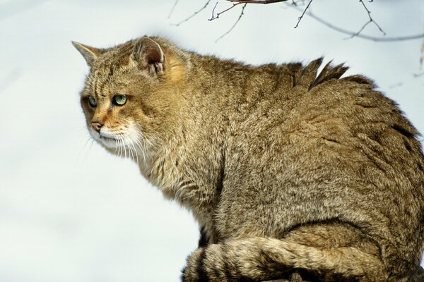 Wilde Katze auf einem Baum im Wald