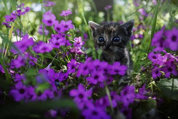 Голубоглазый котёнок в цветах