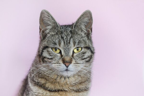 Portrait d un chat rayé gris