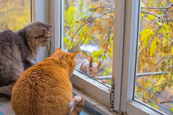 Los gatos miran a una ardilla a través de la ventana