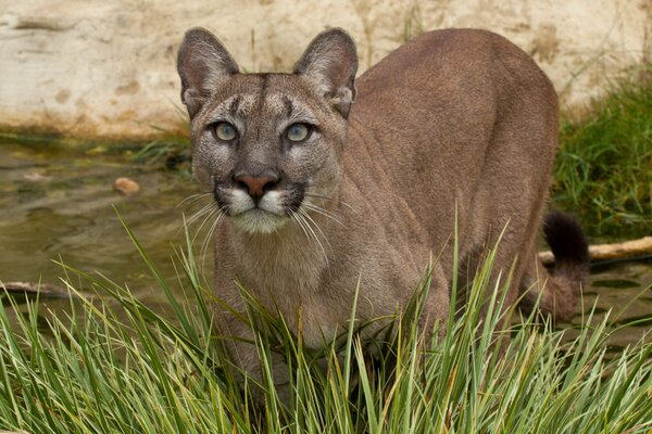 Puma se faufile sur l eau à travers les buissons