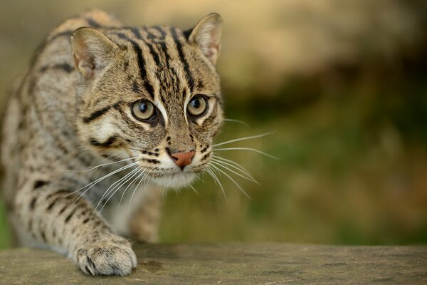 Gesprenkelte orientalische Katze auf der Jagd