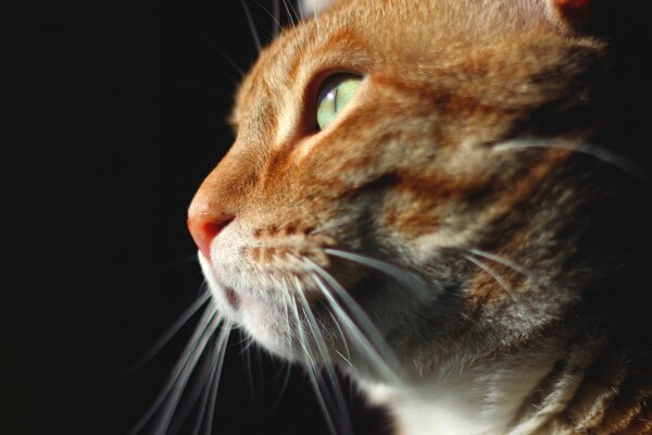 Rousse très mignon chat avec des yeux verts