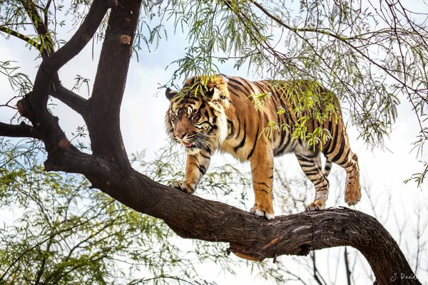 Ein großer Tiger geht auf einem Weidezweig herum