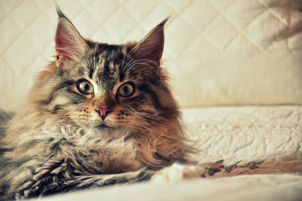 A cat with tassels on his ears on a bedspread