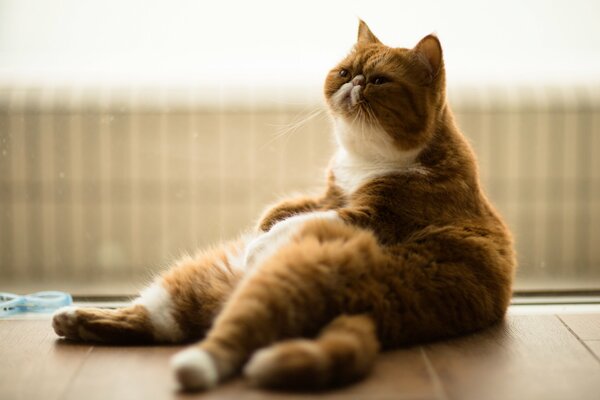 Gato exótico sentado como un hombre