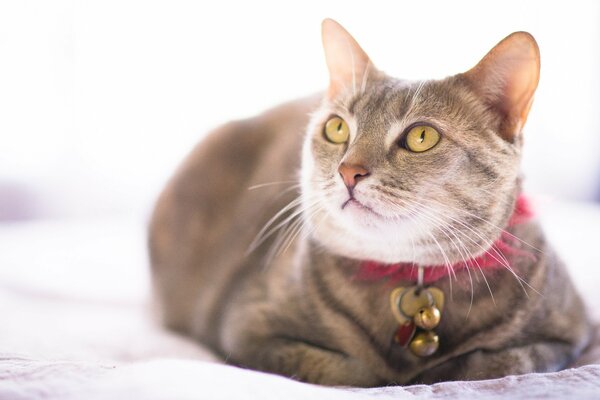 Katze mit Halsband und ernstem Blick